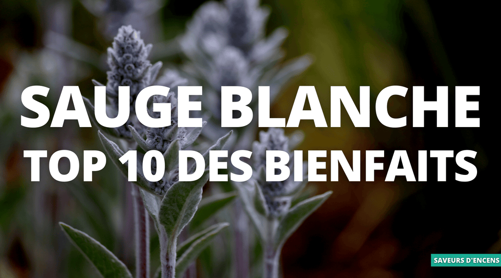 Quelles sont les vertus de la sauge blanche ?