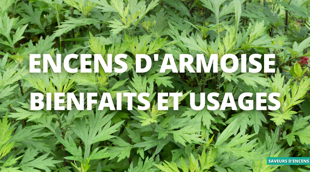 Encens d'armoise : Propriétés spirituelles, purificatrices et protectrices